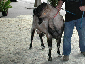 Anglo Nubier-Bock