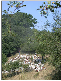 Ziegen bei der Landschaftspflege